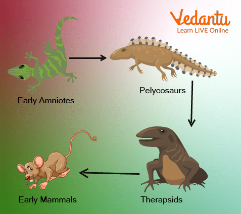 Animal Evolution Examples
