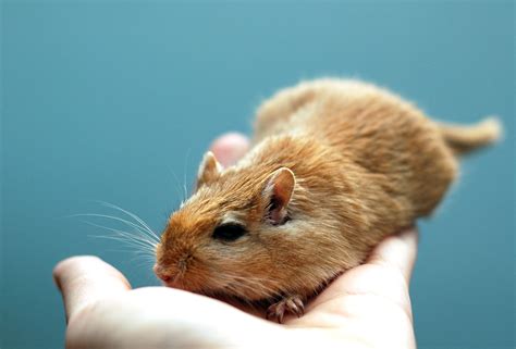 Cute Little Gerbil Free Stock Photo Public Domain Pictures