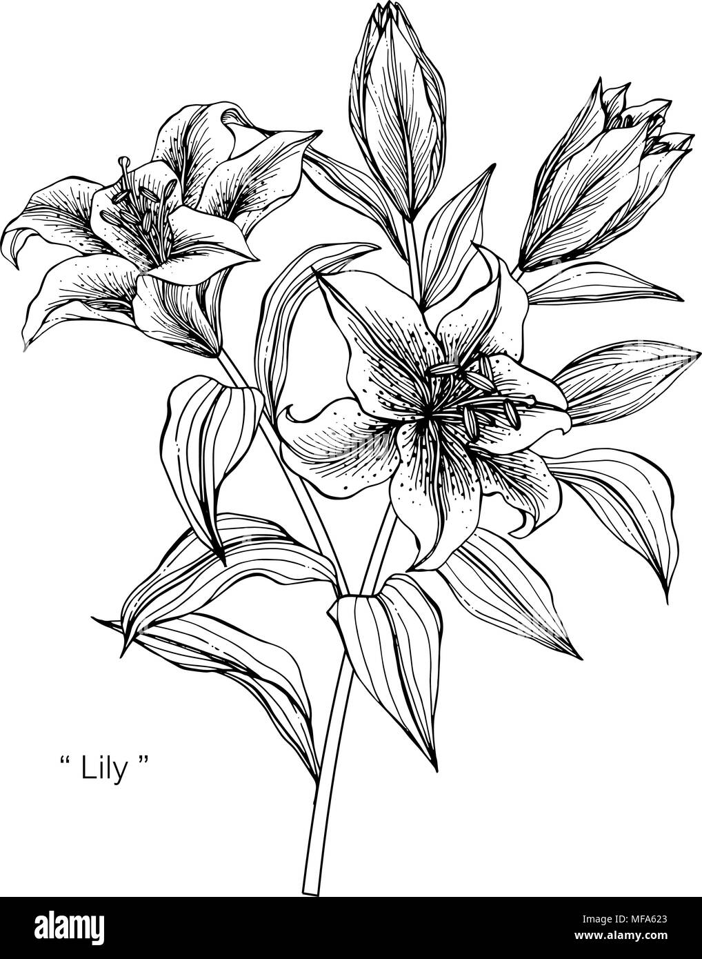 Dessin De Coloriage Fleur Lys Noir Et Blanc Vecteur Png Dessin De Fleurs Dessin Daile Dessin Dessin De Coloriage Fleur Lys Noir Et Blanc Vecteur Png Dessin De Fleurs Dessin Daile Dessin