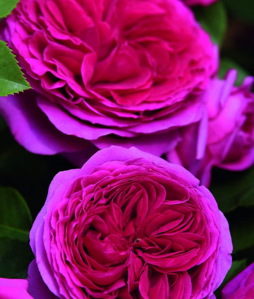 Dirk Amp 39 S Rose Guide Sophie Luise Dirk Amp 39 S Rose Guide Sophie Luise