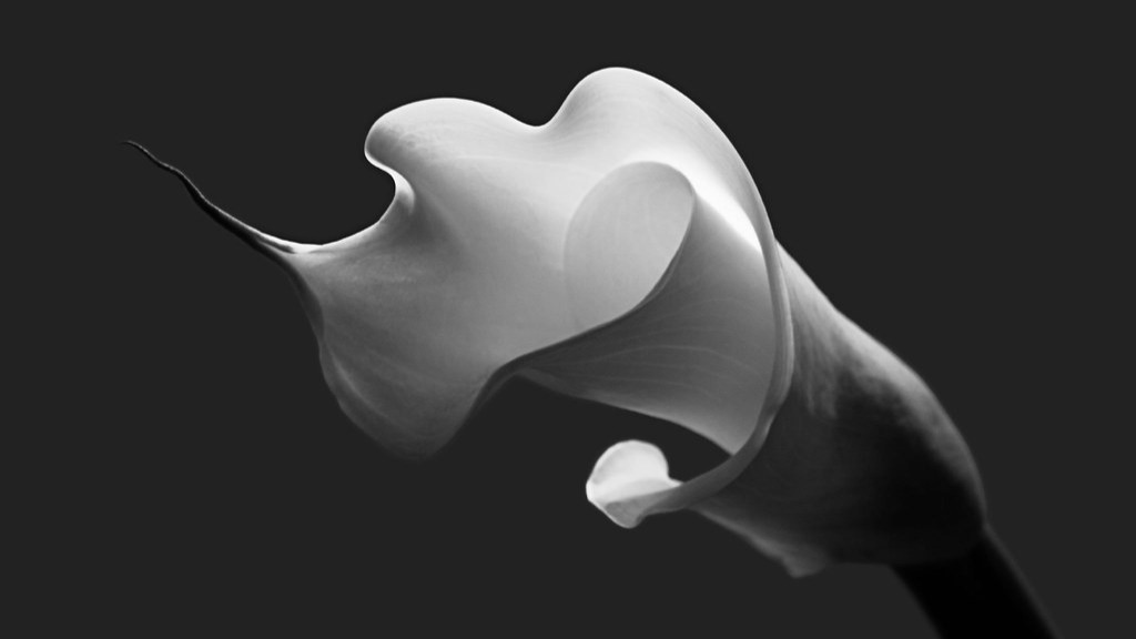 How To Plant And Grow Lily How To Plant And Grow Lily