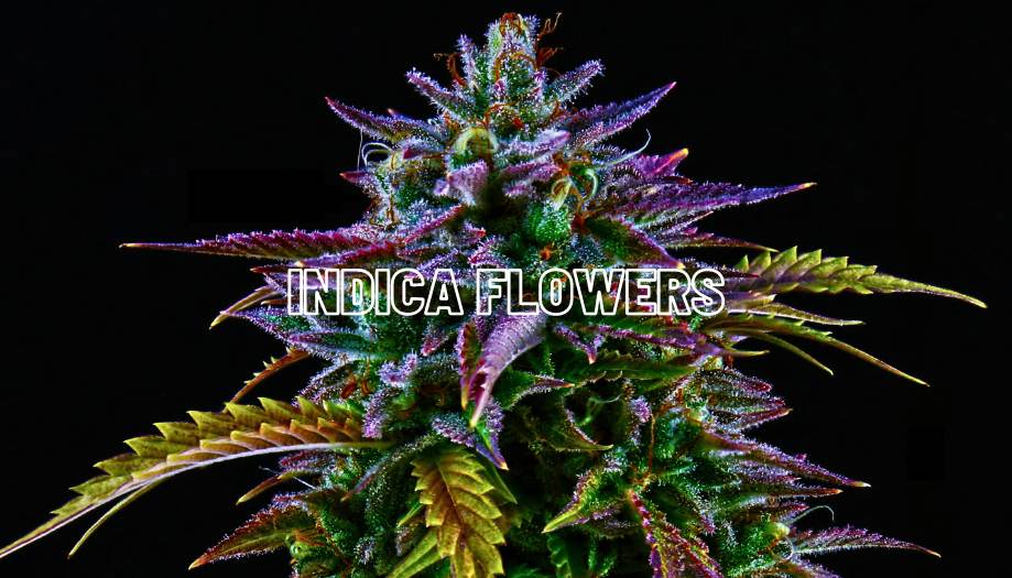 Indica Flowers: A Sensual Exploration.