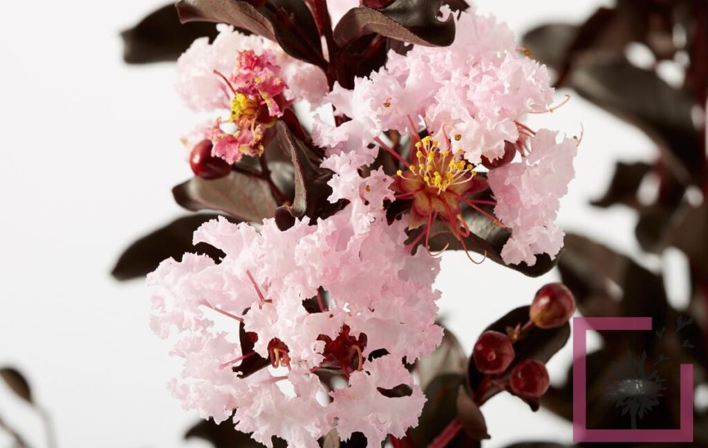 Lagerstroemia Indica Amp 39 Black Solitaire Blush Amp 39