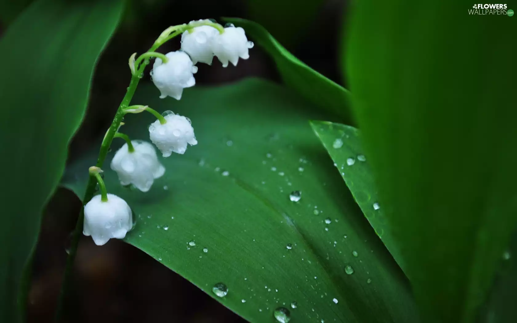 Lily Of The Valley Flowers With Drops Of Water On Them Lily Of The Valley Flowers With Drops Of Water On Them