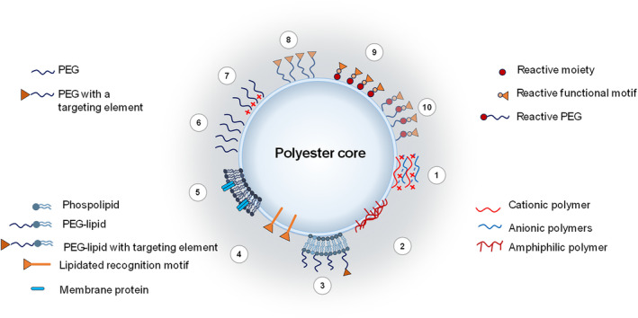 Polyester Nanoparticles Delivering Chemotherapeutics Learning From The Past And Looking To The Future To Enhance Their Clinical Impact In Tumor Therapy Longobardi 2024 Wires Nanomedicine And Nanobiotechnology Wiley Online Library Polyester Nanoparticles Delivering Chemotherapeutics Learning From The Past And Looking To The Future To Enhance Their Clinical Impact In Tumor Therapy Longobardi 2024 Wires Nanomedicine And Nanobiotechnology Wiley Online Library