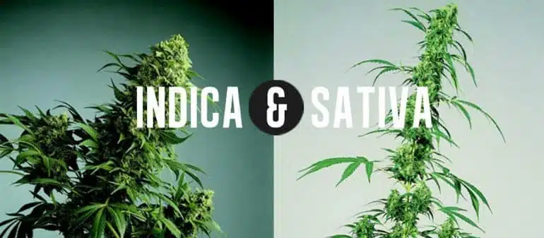 Sativa Vs Indica Chart