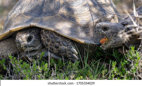 The Ultimate Guide: Turtle Mating Secrets