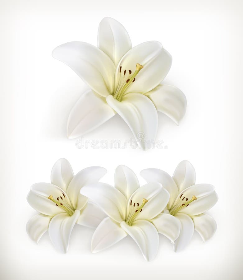White Lily Flowers Free Stock Photo Public Domain Pictures White Lily Flowers Free Stock Photo Public Domain Pictures